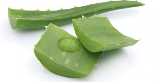 Aloe vera – The Ayurveda Herb with Multiple Benefits